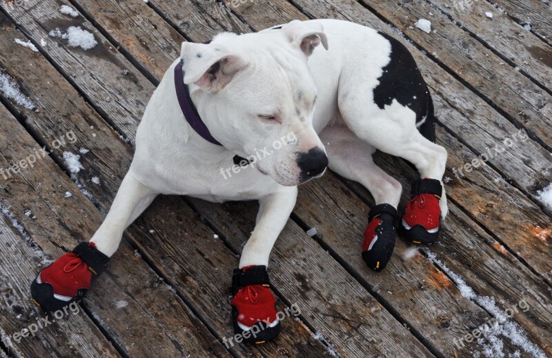 Dog Animal Pet Shoes Red