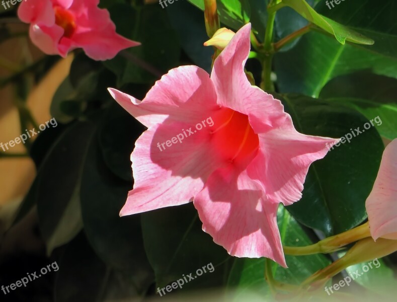 Dipladenia Pink Flower Exotic Pink Flora