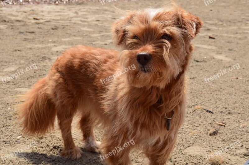 Dog Small Dog Vacations Dog On Beach Beach