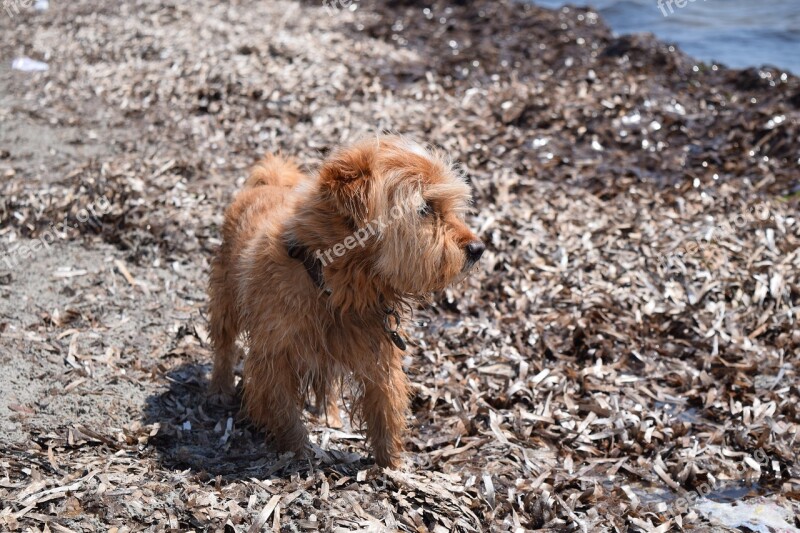 Dog Small Dog Vacations Dog On Beach Beach