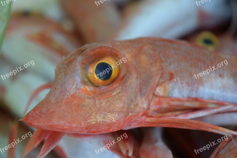 Fish Red Sea Sea ​​fish Small