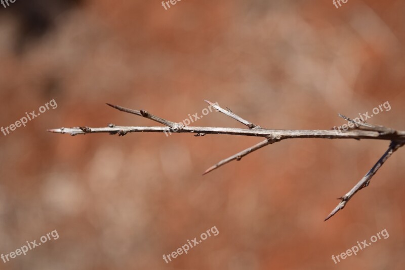 Branch Arid Wood Nature Tree