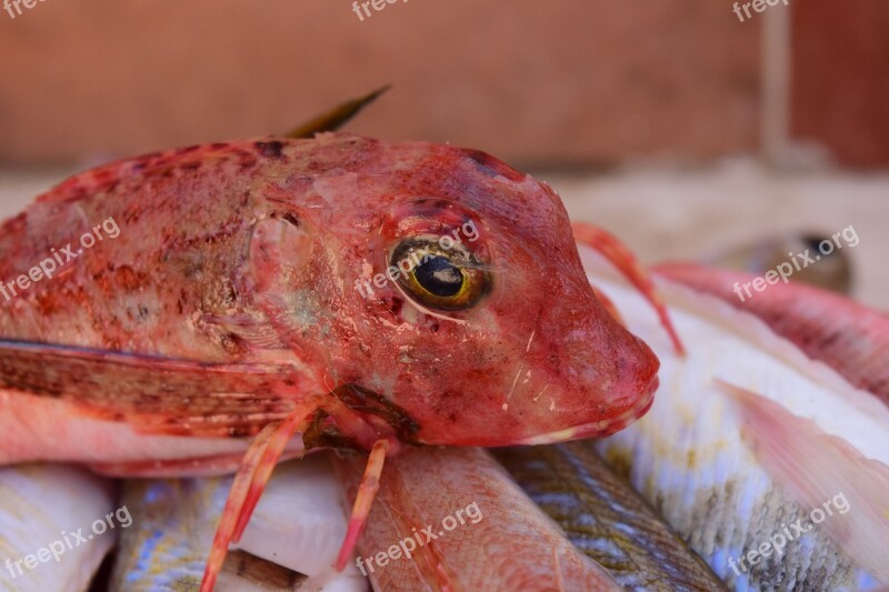 Fish Fresh Fish Market Market Food