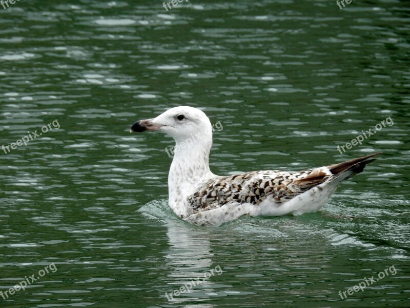 Seagull Birds Sea Bird Ocean Free Photos