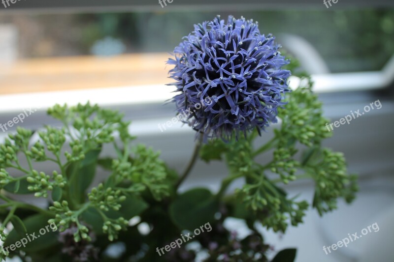 Flower Blossom Bloom Ornamental Onion Bouquet