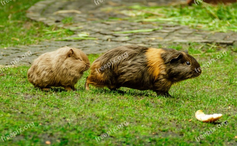 Guinea Pig Guinea Pig House Cavia Porcellus Sweet Dear