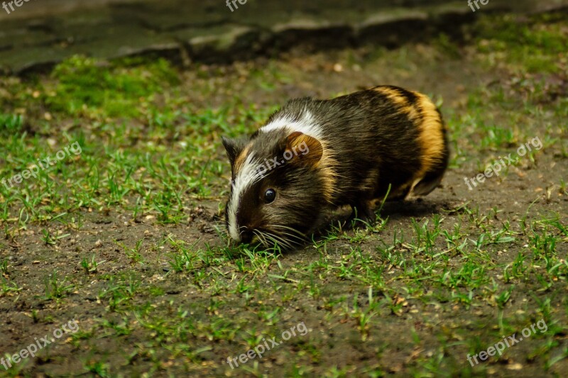 Guinea Pig Guinea Pig House Cavia Porcellus Sweet Dear