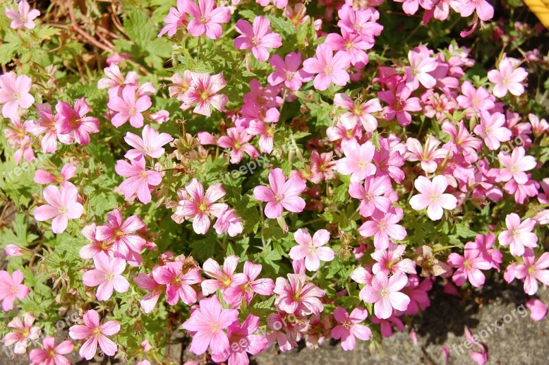 Cranesbill Geranium Flower Pink Garden