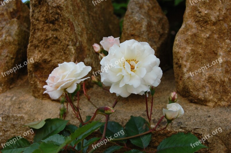 Rose White Rose Prosperity White Flower