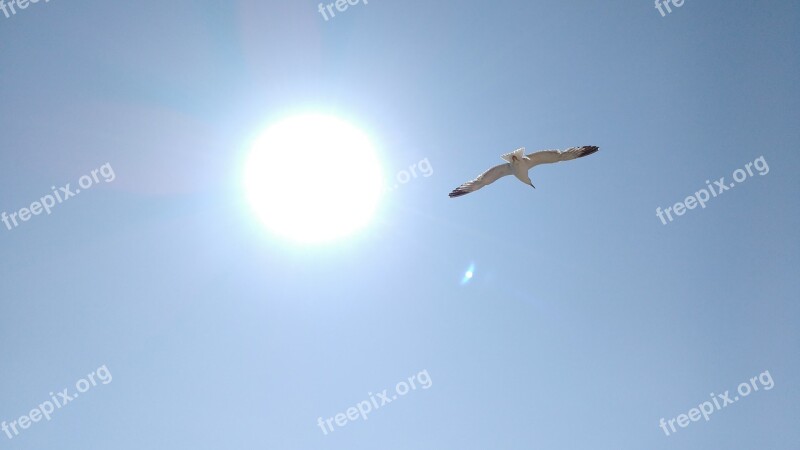 Gaivota Sol Ceu Natureza Pássaro