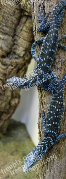 Reisingers Tree Monitor Reptile Animal Lizard Insect Eater