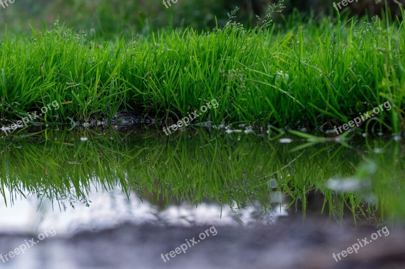 Asphalt Puddle Rain Wet Raining