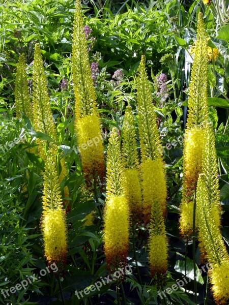 Blütenbeet Yellow Umbel Close Up Gold Lilac