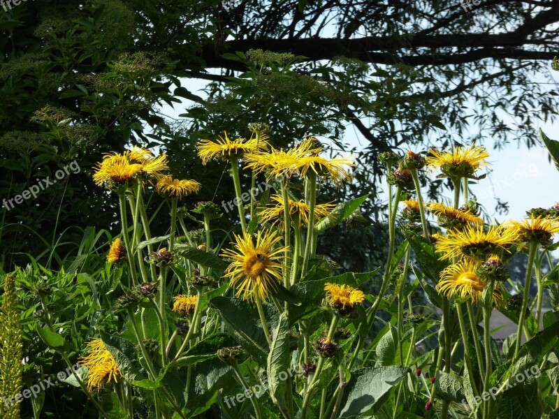 Bloom Yellow Verblüht Blossomed Bees Spring