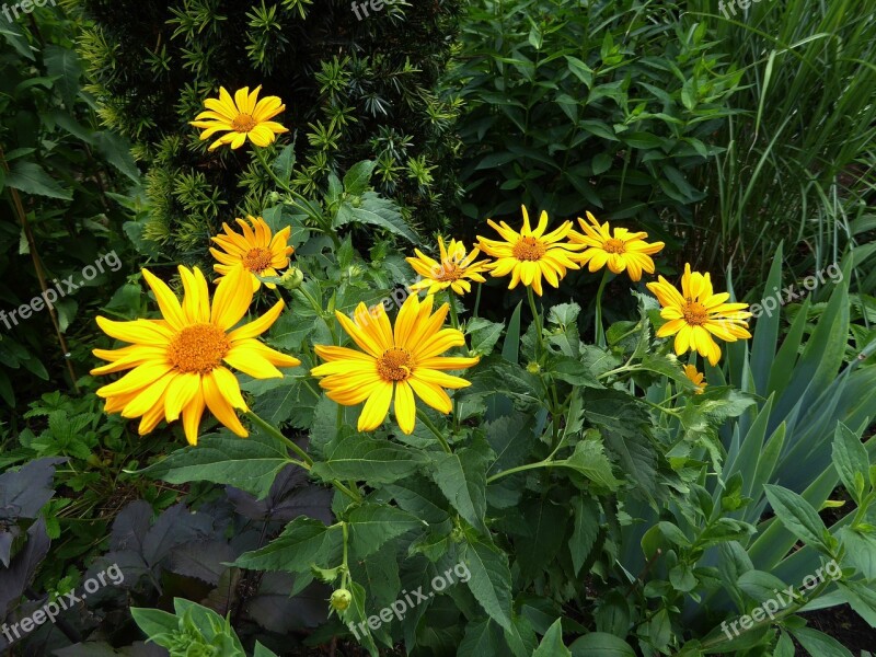 Yellow Flowers Yellow Close Up Spring Ornamental Garden