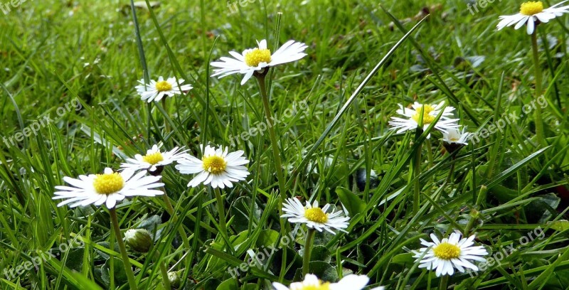 Daisy Meadow Flower Meadow White Green