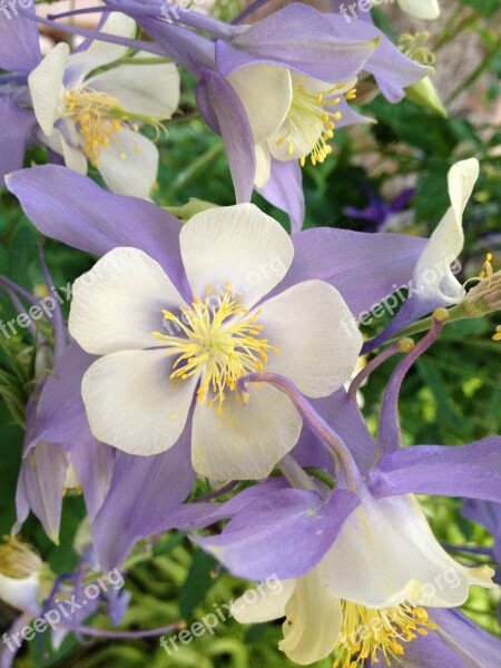 Columbines Purple Flower Perennial Free Photos