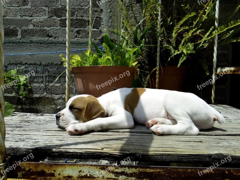 Dog Sleeping Puppy Tired Comfortable