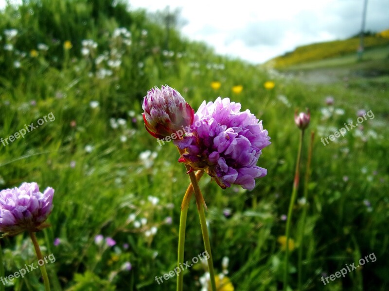 Flower Clover Nature Field Fleur Des Champs