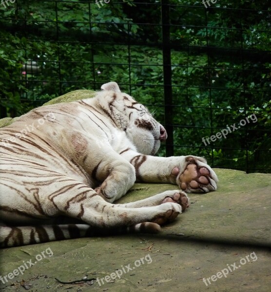 White Tiger Feline Zoo Wild Animal Sleep