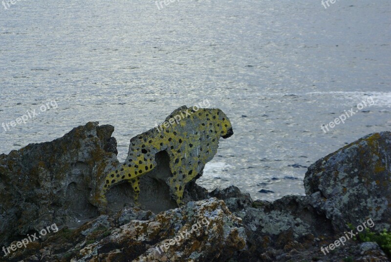 Leopard Galicia Sea Free Photos