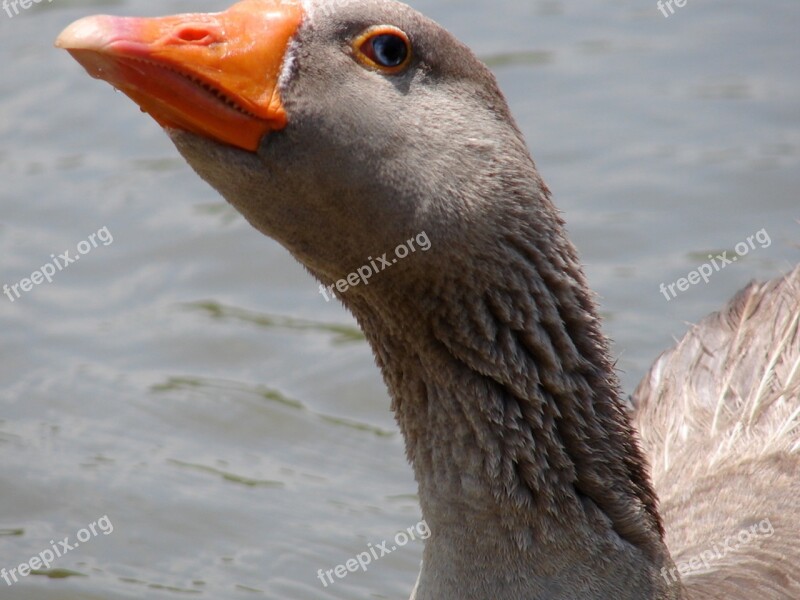 Goose Neck Grey Orange Beak