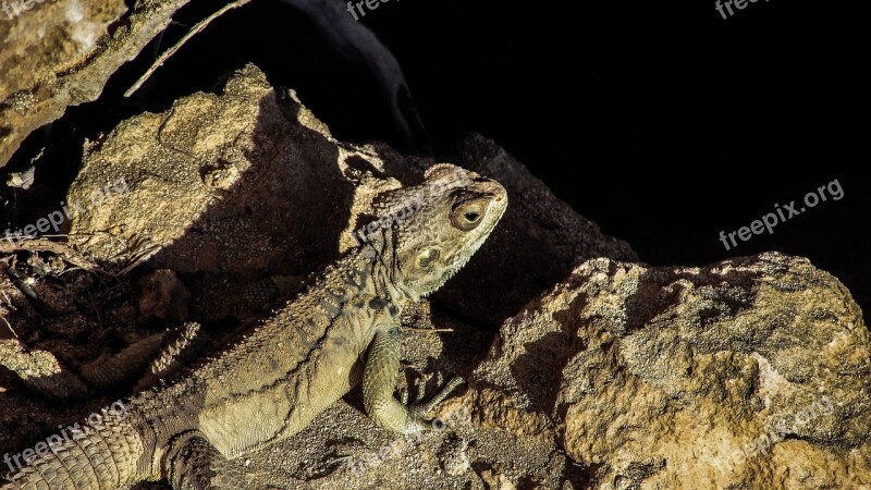 Cyprus Lizard Kurkutas Reptile Fauna