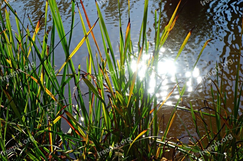 Reed Rush Plant Bank Waterway