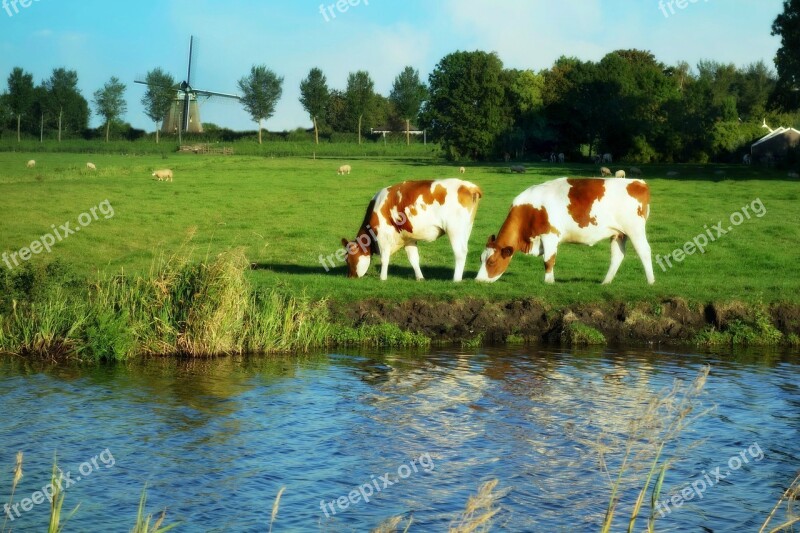 Holland Landscape Windmill Cows Grass