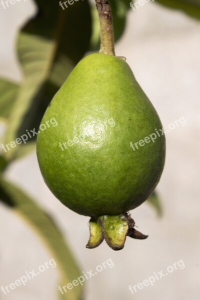 Guava Fruit Green Nature Brazilian