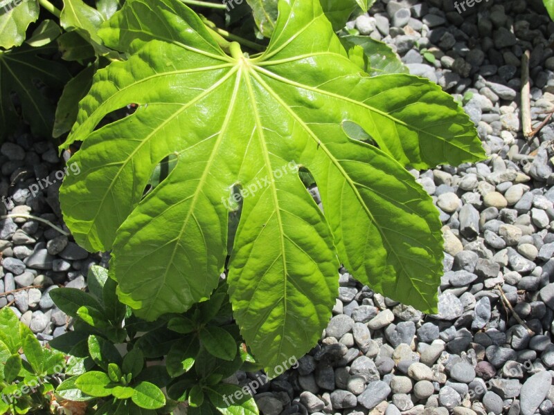 Plants Garden Nature Leaf Fatsia Japonica