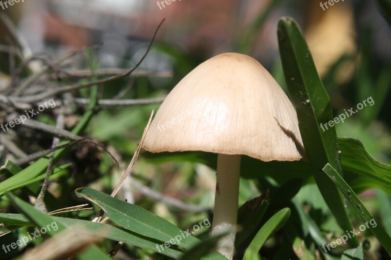 Fungus Miniature Nature Free Photos