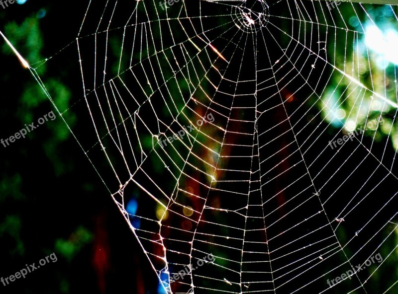 Nature Web Spider Cobweb T