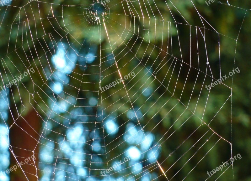 Nature Web Spider Cobweb T