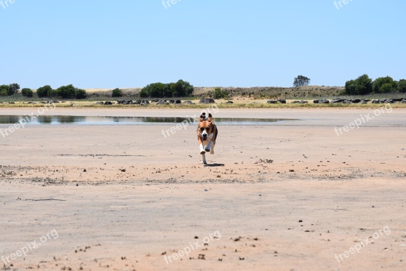 Beagle Dog Canine Brown White