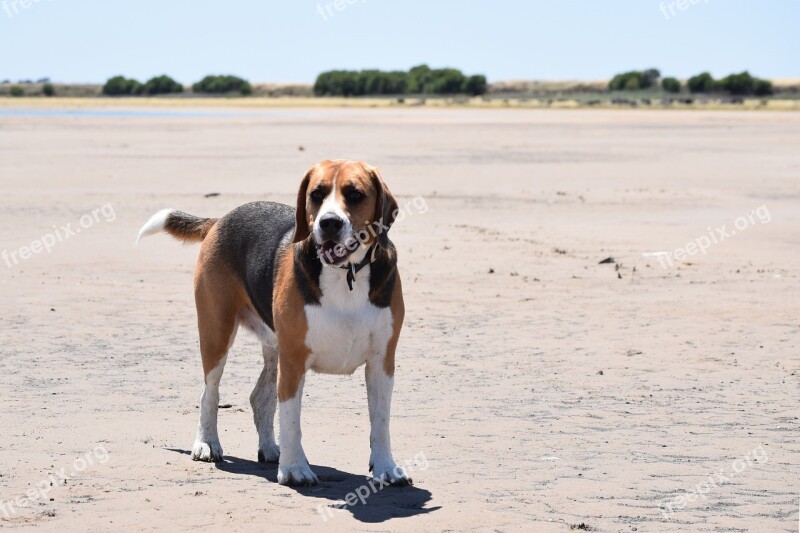 Beagle Dog Canine Big Beagle Alert