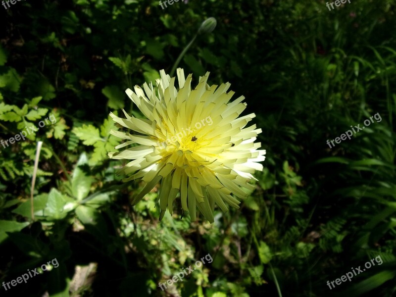 Flower Urosperme Spring Fleur Des Champs Country