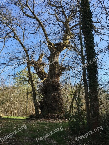 Tree Millennium Forest Ancestor Spirit