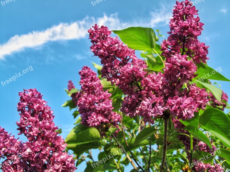 Lilacs Flowers Spring Free Photos