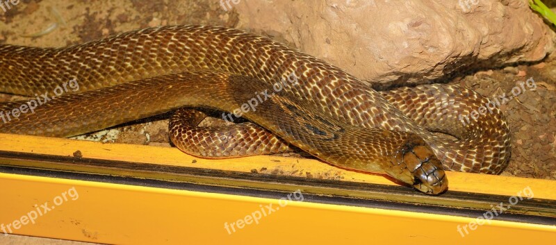 Snake King Cobra Beauty Scheu Venomous Snake