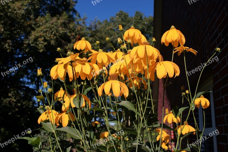 Flowers Summer Cone Flowers Yellow Plant