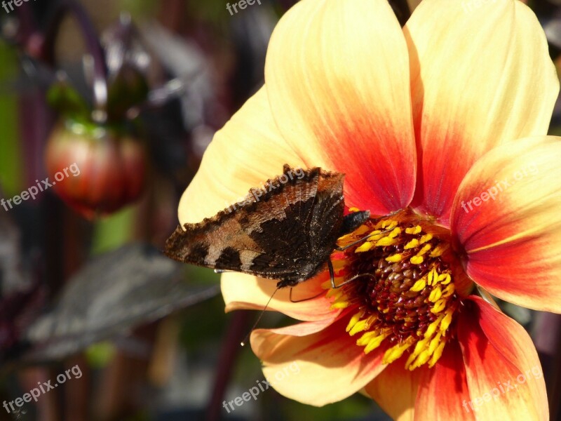 Close Up Blossom Bloom Yellow Orange