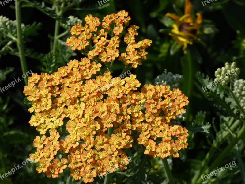 Flowering Shrub Yellow Orange Ornamental Garden Spring