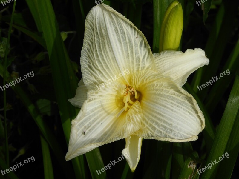 Lily Yellow Nature Flower Stamp Close Up