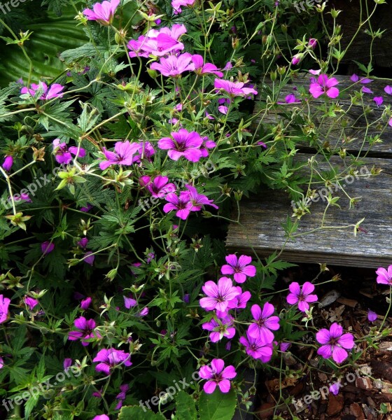 Small Flowers Purple Pink Nature Garden Plants