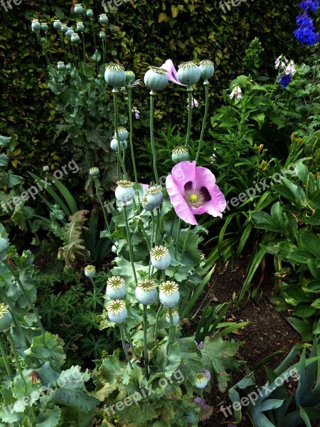 Poppy Bush Purple Blossom Bloom