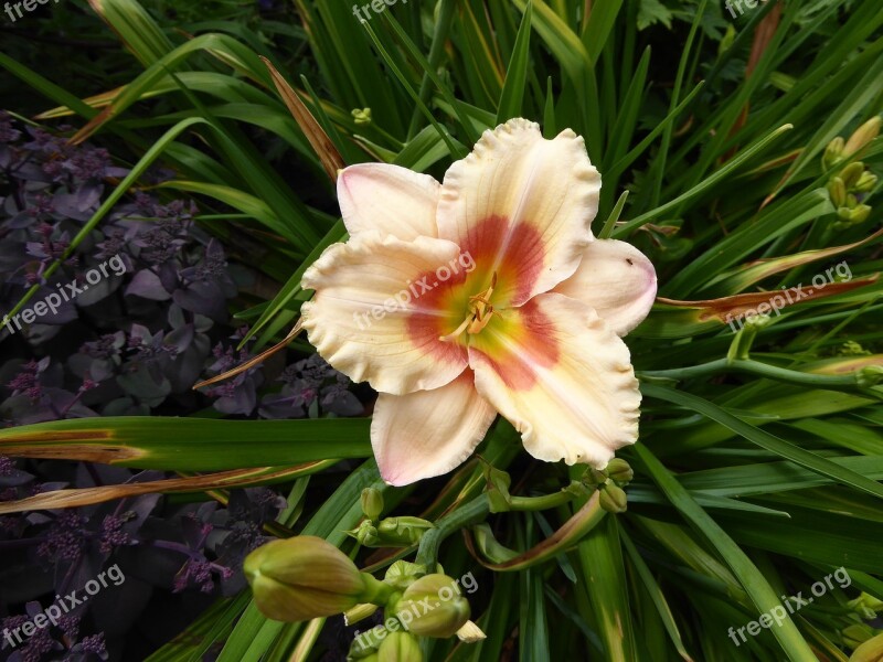 Lily Yellow Pink Bloom Pistil