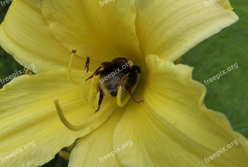 Yellow Flower Lily Garden Blossom Bloom