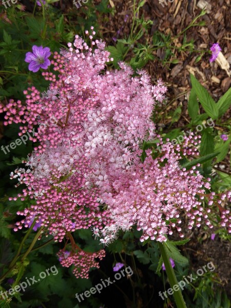 Mini Flowers Garden Pink Macro Pink Purple