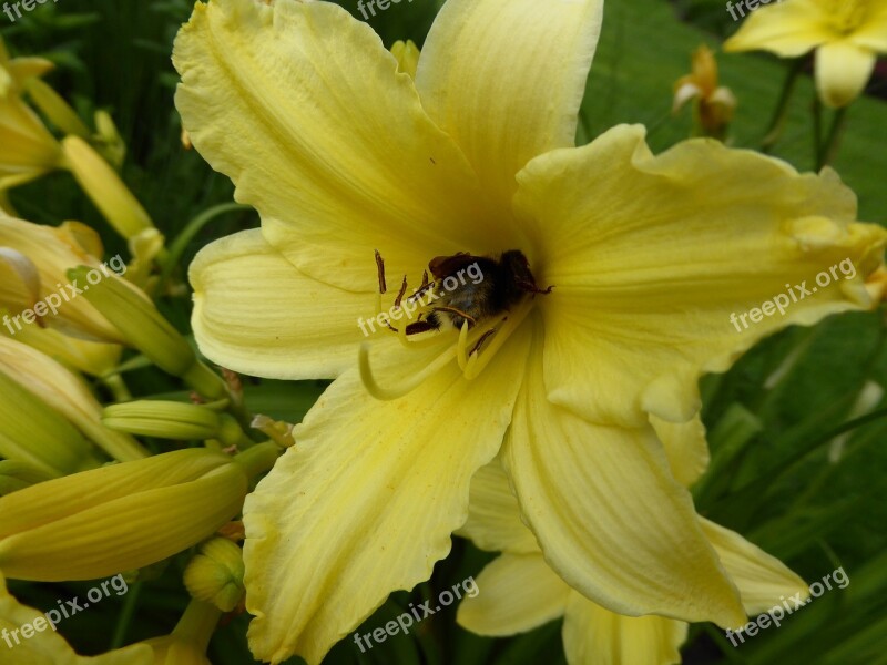 Yellow Flower Lily Garden Blossom Bloom